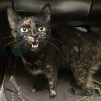 Licorice -  Domestic Short Hair Cat for Adoption in Martinsville, Indiana - Licorice | PetCurious