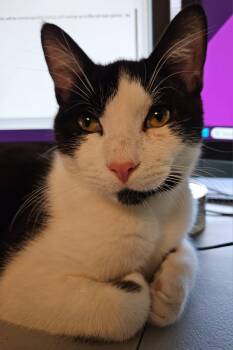Domestic Short Hair Cats Available for Adoption in Albany, New York - Piasa | PetCurious