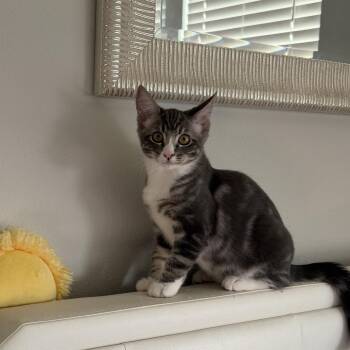 Jojo -  Domestic Short Hair Cat for Adoption in Spokane, Washington - Jojo | PetCurious