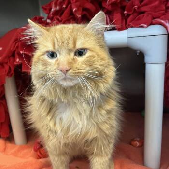 Domestic Long Hair Cats Available for Adoption in Fort Wayne, Indiana - Frank Langdon | PetCurious