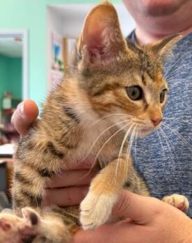 Domestic Short Hair Cats Available for Adoption in Belton, Texas - Kiwi | PetCurious