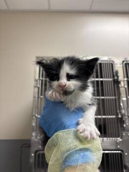 APOLLO -  Domestic Long Hair Cat for Adoption in Las Vegas, Nevada - APOLLO | PetCurious