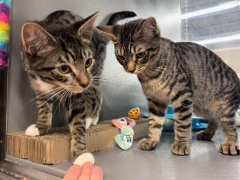 Revere & Reagan -  Domestic Short Hair Cat for Adoption in Palm Harbor, Florida - Revere & Reagan | PetCurious