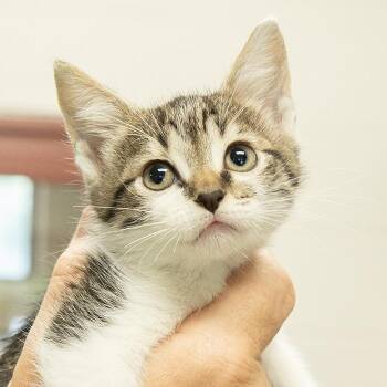 Domestic Short Hair Cats Available for Adoption in Slidell, Louisiana - Berry | PetCurious