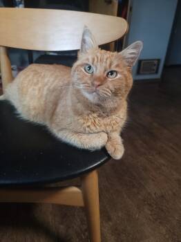 Rescue Domestic Short Hair Cats for Adoption in Eugene, Oregon - Filbert | PetCurious