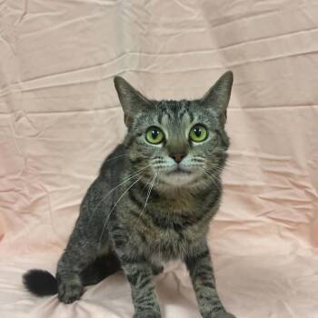 Aviva -  Domestic Short Hair Cat for Adoption in Lyndhurst, Virginia - Aviva | PetCurious