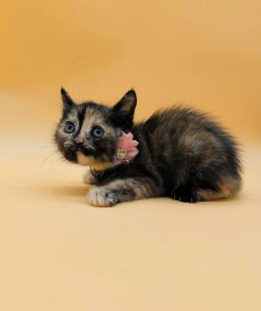 Domestic Short Hair Cats Available for Adoption in Springfield, Missouri - Figaro  | PetCurious