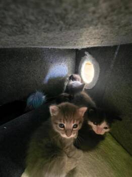 Storage Unit Kitten2 -  Tabby Cat for Adoption in San Antonio, Texas - Storage Unit Kitten2 | PetCurious