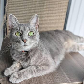 LBK -  Domestic Short Hair Cat for Adoption in Gibsonia, Pennsylvania - LBK | PetCurious