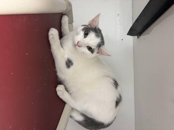 Rescue Domestic Short Hair Cats for Adoption in Council Bluffs, Iowa - Patches | PetCurious