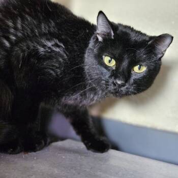 Suzie Q -  Domestic Short Hair Cat for Adoption in Lakewood, Colorado - Suzie Q | PetCurious