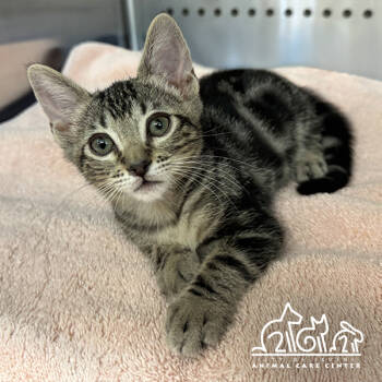 Rescue Domestic Short Hair Cats for Adoption in Irvine, California - ACORN | PetCurious