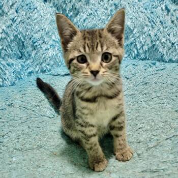 Rescue Tabby and Domestic Short Hair Cats for Adoption in Knoxville, Tennessee - Will | PetCurious