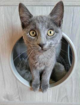 Rescue Domestic Short Hair Cats for Adoption in Greenwich Township, New Jersey - Ellie | PetCurious