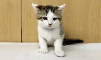 ROBIN -  Domestic Medium Hair Cat Available for Adoption in Brentwood, Missouri - ROBIN | PetCurious