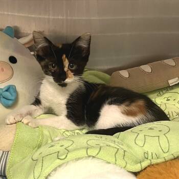 Rescue Domestic Short Hair Cats for Adoption in Los Angeles, California - Belle | PetCurious