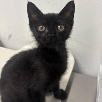 Margo M2 -  Domestic Short Hair Cat for Adoption in Edinburg, Texas - Margo M2 | PetCurious