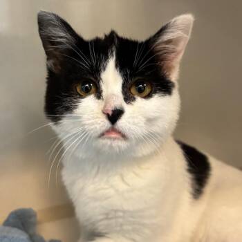 Domestic Short Hair Cats Available for Adoption - Piper | PetCurious