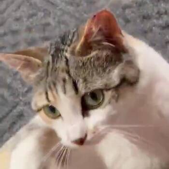 Sundae -  Domestic Short Hair Cat for Adoption in Grand Rapids, Minnesota - Sundae | PetCurious