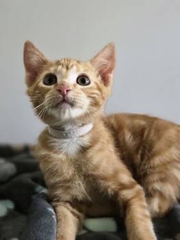 Rescue Domestic Short Hair and Tabby Cats for Adoption in Fremont, California - Falcon | PetCurious