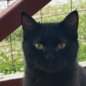 Wisp -  Domestic Short Hair Cat for Adoption in Auburn, Nebraska - Wisp | PetCurious