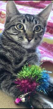 Polosatyy -  Tabby and Domestic Medium Hair Cat for Adoption in North Highlands, California - Polosatyy | PetCurious