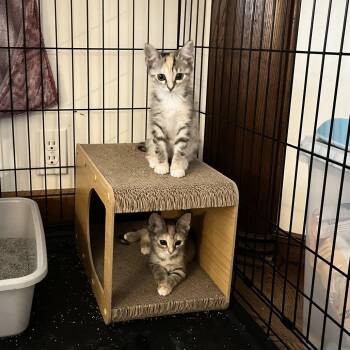 Sabine -  Domestic Short Hair Cat for Adoption in Indianapolis, Indiana - Sabine | PetCurious