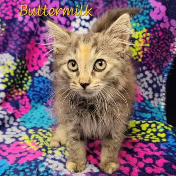 Buttermilk -  Domestic Long Hair Cat for Adoption in Parkersburg, West Virginia - Buttermilk | PetCurious