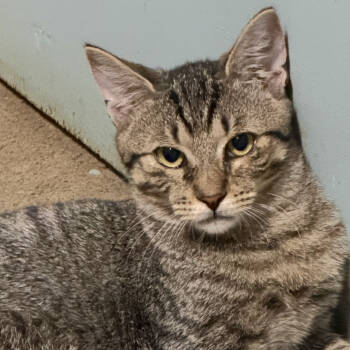Rescue Domestic Short Hair Cats for Adoption in Oceanside, New York - Porkchop | PetCurious