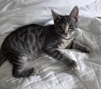 Cici - KITTEN -  Domestic Short Hair Cat for Adoption in Harrison, New York - Cici - KITTEN | PetCurious