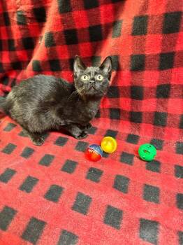 Soda -  Domestic Short Hair Cat for Adoption in Shelbyville, Tennessee - Soda | PetCurious