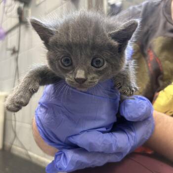 Lucille -  Domestic Short Hair Cat for Adoption in West Olive, Michigan - Lucille | PetCurious