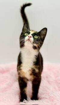 Dewdrop -  Calico Cat for Adoption in Covington, Louisiana - Dewdrop | PetCurious