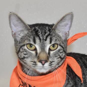 Rescue Domestic Short Hair Cats for Adoption in Springfield, Ohio - Nacho | PetCurious