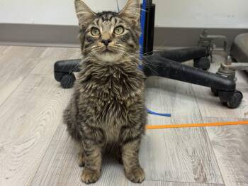 Domestic Long Hair Cats Available for Adoption in Madison, Wisconsin - Vito | PetCurious