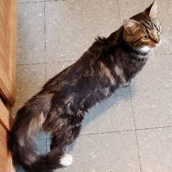 Domestic Medium Hair Cats Available for Adoption - MIA | PetCurious