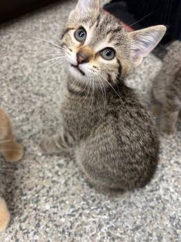 Hurricane -  American Shorthair Cat for Adoption in Van Wert, Ohio - Hurricane | PetCurious