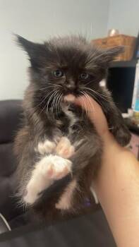 Dragonfly -  Domestic Short Hair Cat Available for Adoption in Lawrenceville, Georgia - Dragonfly | PetCurious