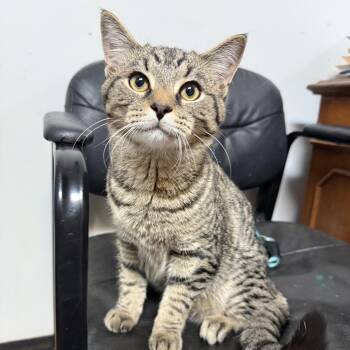 Rescue Tabby Cats for Adoption in Columbia, South Carolina - Chow Mein | PetCurious