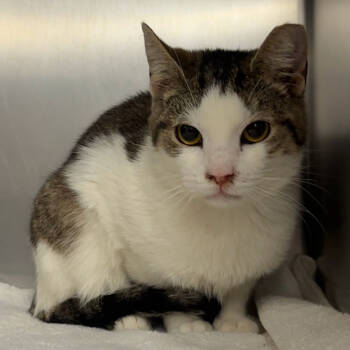 Rescue Domestic Short Hair Cats for Adoption in East Hampton, New York - Zion | PetCurious