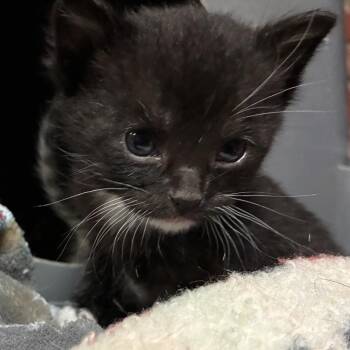 Scone -  Domestic Short Hair Cat for Adoption in Ponca City, Oklahoma - Scone | PetCurious