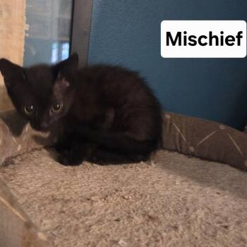 Mischief -  Domestic Short Hair Cat for Adoption in NEW PT RICHEY, Florida - Mischief | PetCurious