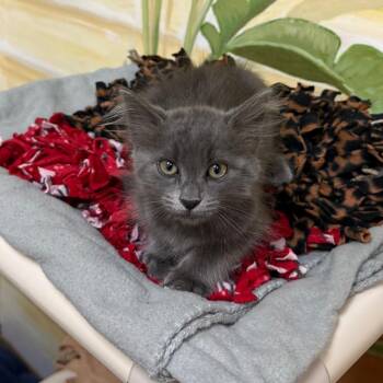 Shana -  Domestic Short Hair Cat for Adoption - Shana | PetCurious