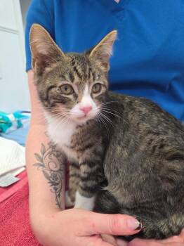 Domestic Short Hair Cats Available for Adoption - Loki | PetCurious