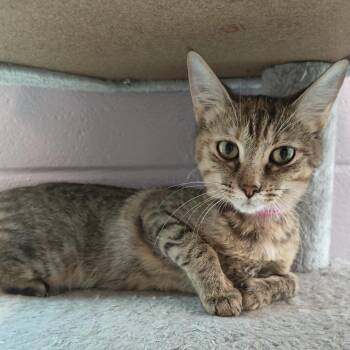 Deena -  Domestic Short Hair Cat for Adoption in Knoxville, Tennessee - Deena | PetCurious