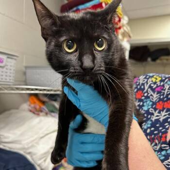 Domestic Short Hair Cats Available for Adoption - Thing 2 | PetCurious