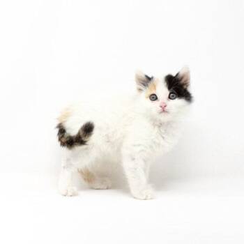 Minji -  Domestic Short Hair Cat for Adoption in Florence, Arizona - Minji | PetCurious