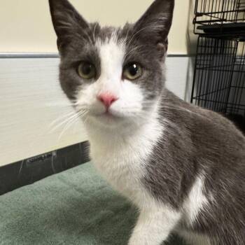 Domestic Short Hair Cats Available for Adoption - Belle | PetCurious