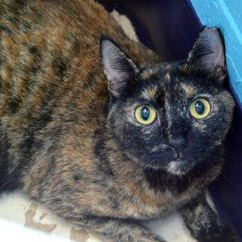 Rescue Domestic Short Hair Cats for Adoption in Sanford, Florida - Angel | PetCurious