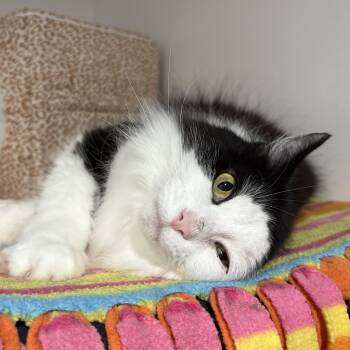 Rescue Domestic Long Hair Cats for Adoption in North Huntingdon, Pennsylvania - Lady | PetCurious